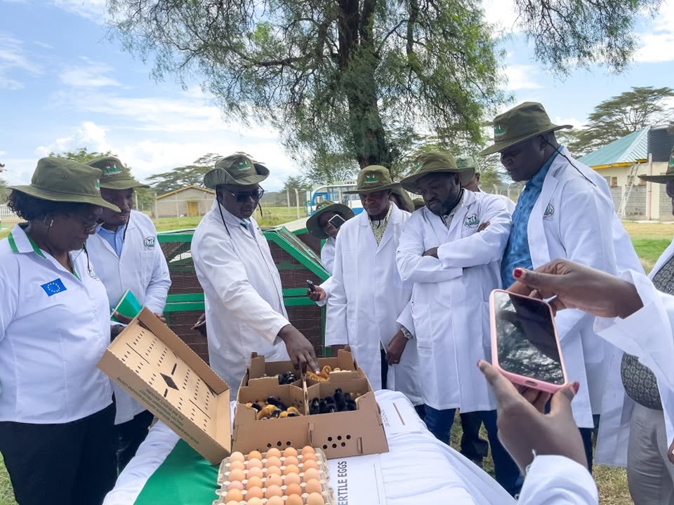 Inspecting poultry chicks and fertile eggs during a farm demonstration